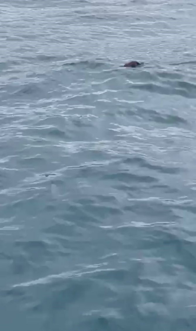 İ̇stanbul Boğazı’nda Ortaya Çıkan Su Samuru Şaşırttı: "Bunun Burada Ne İşi Var"