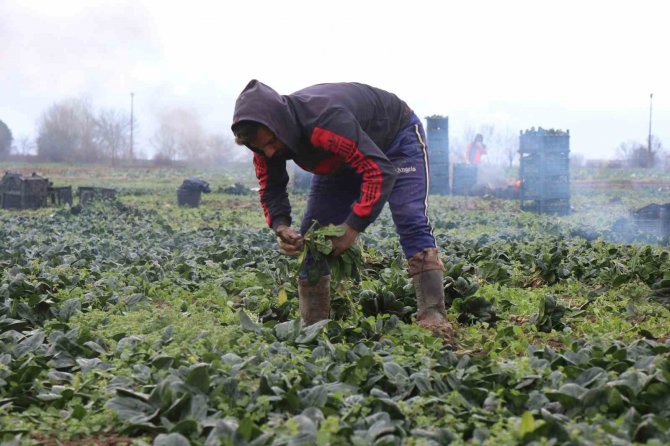 Tarlada 5, Markette 10 Lira