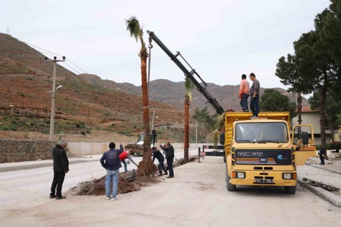 Marmaris’te Palmiyeler Toprakla Buluştu