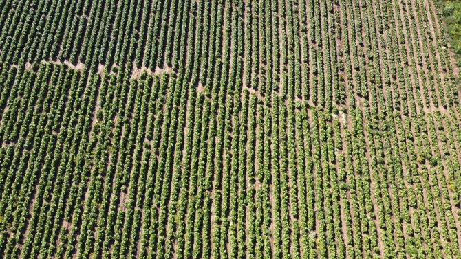 Ramazan’da Salatanın Vazgeçilmezi Marulda Hasat: Tarlada 4 Tl