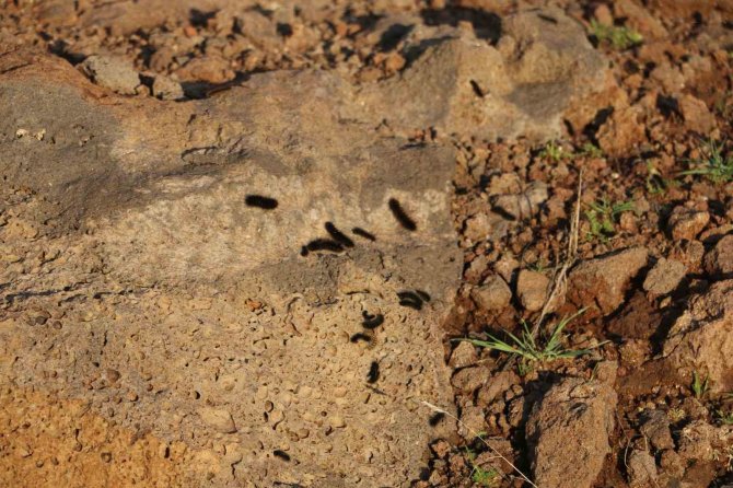 Diyarbakır’ın Bir Mahallesinde Tırtıl Yoğunluğu: Vatandaş Tedirgin