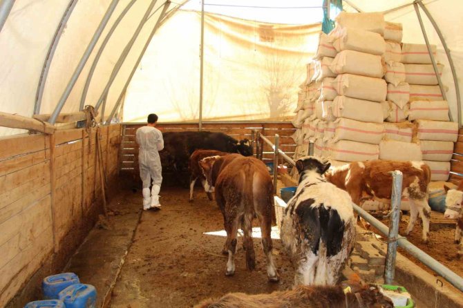 Şırnak’ta Şap Hastalığına Karşı 90 Bin Büyükbaş Aşılanacak