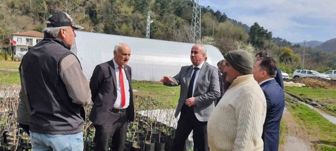 Alaplı’da ’Karaçatlak’ Üzümünün Üretimi Yaygınlaşacak