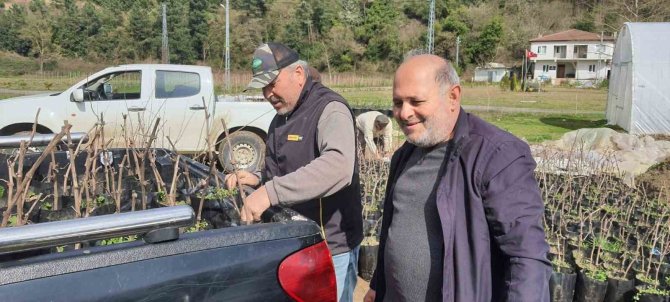 Alaplı’da ’Karaçatlak’ Üzümünün Üretimi Yaygınlaşacak