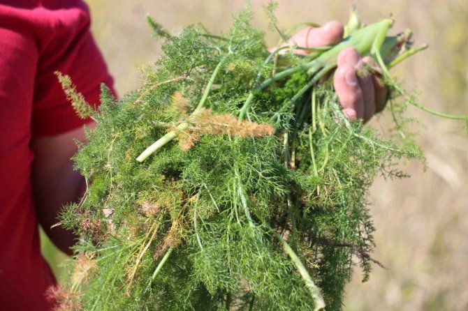 Yol Kenarından Topladığı Otlardan Para Kazanıyor
