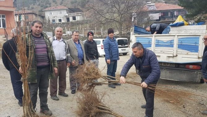 Atıl Alanlar Kestanelerle Dolacak