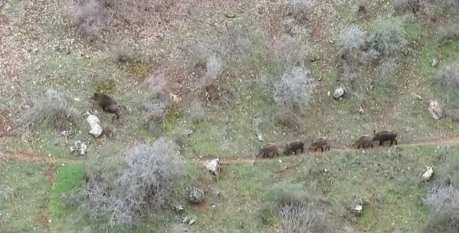Siirt’te Yemek Arayan Domuz Sürüsü Görüntülendi