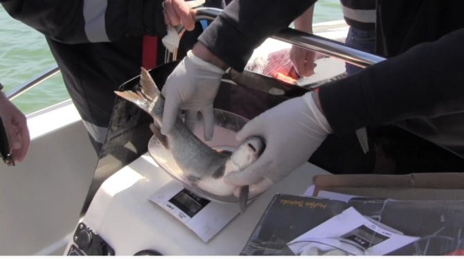 Prof. Dr. Veysel Eroğlu Ilısu Barajı’nda Balık Stok Verim Tahmin Çalışmaları Yapıldı