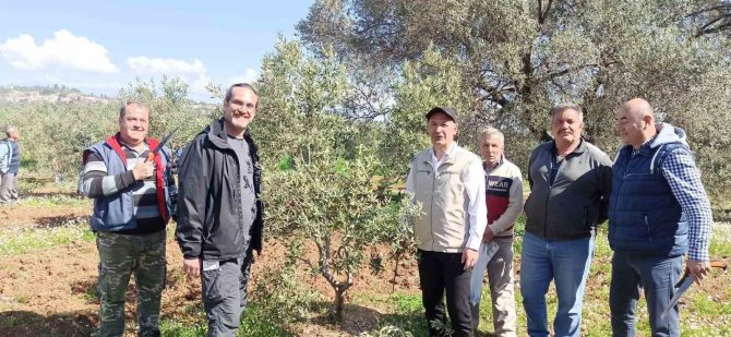 Zeytin Budamayı Uygulamalı Öğrendiler
