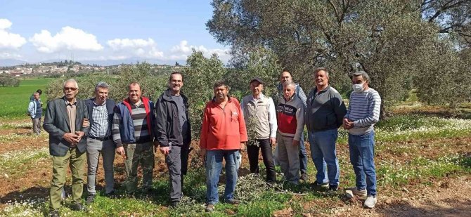 Zeytin Budamayı Uygulamalı Öğrendiler