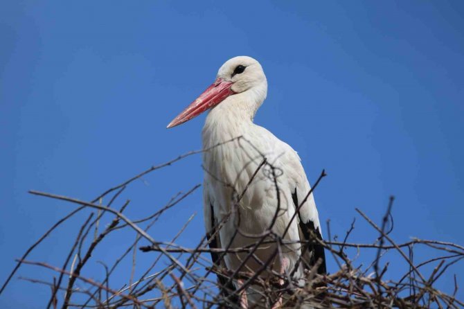 Baharın Müjdecisi Leylekler Yuvalarına Döndü
