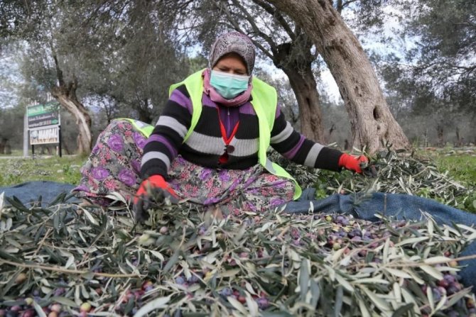 Edremit Zeytinyağı’nın Avrupa Birliği Tarafından Tescillenmesi İçin Son Viraj Dönüldü