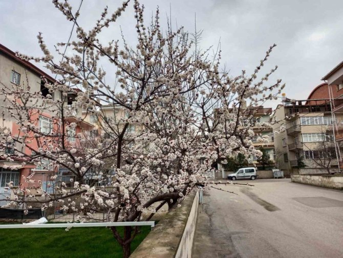 Meyve Ağaçları Çiçek Açtı