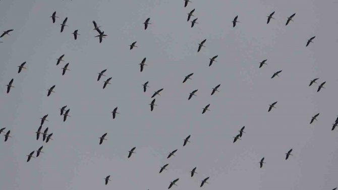 İ̇stanbul’a Gelen Leylek Sürüsü Taksim Meydanı Semalarında Görsel Şölen Oluşturdu