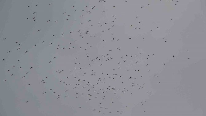 İ̇stanbul’a Gelen Leylek Sürüsü Taksim Meydanı Semalarında Görsel Şölen Oluşturdu