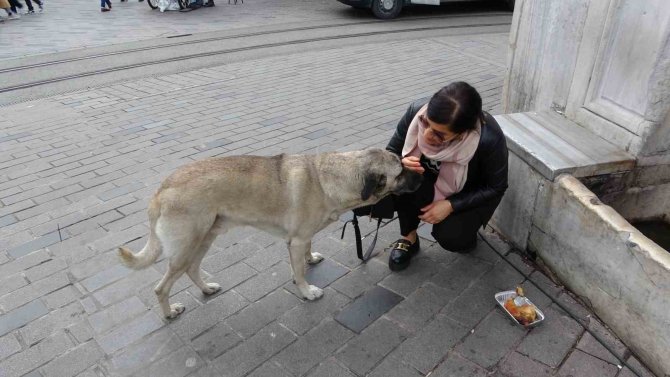 Sokak Köpekleri İ̇stiklal Caddesi’ndeki Bir Lokantanın Müdavimi Oldu