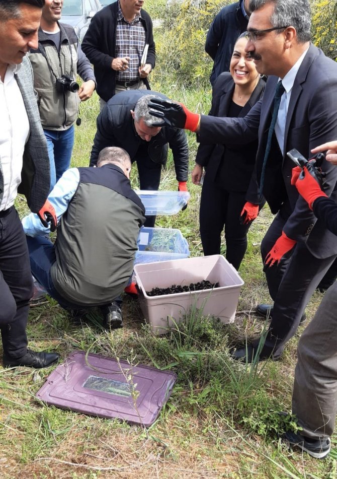 Çam Kese Böceklerine Karşı Predatör Böcekler Ormanlık Alanlara Bırakıldı
