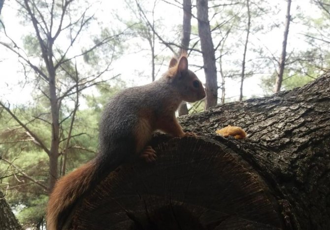 Osmaniye’de Odunların Arasında Bulunan Yavru Sincaplar Doğaya Bırakıldı