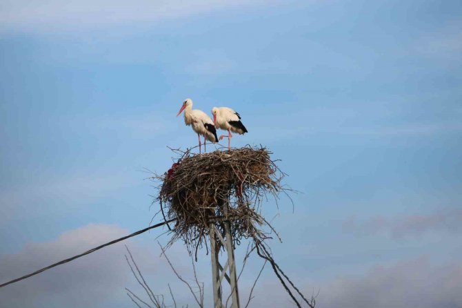 Baharın Müjdecisi Leylekler Yuvalarına Döndü