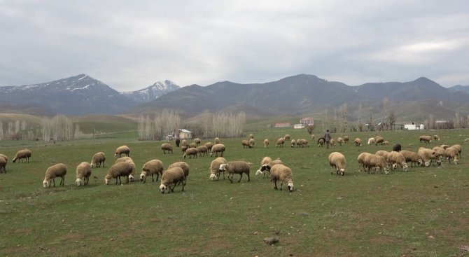 Muş Ovası Kuzular İle Şenlendi