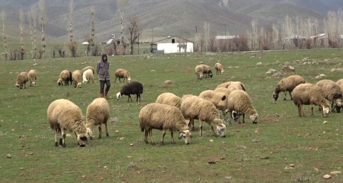 Muş Ovası Kuzular İle Şenlendi