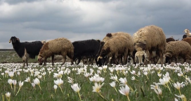 Muş Ovası Kuzular İle Şenlendi