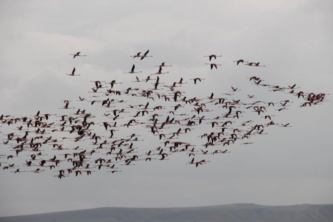 Flamingoların Göç Yolundaki Molaları Dron İle Görüntülendi