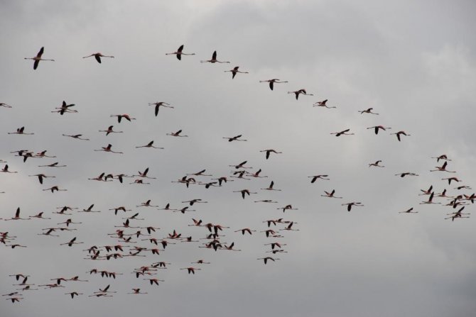 Flamingoların Göç Yolundaki Molaları Dron İle Görüntülendi