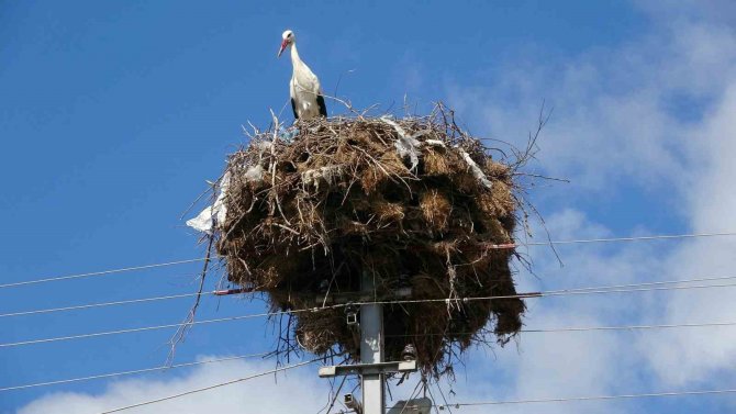 Göçmen Köy, Göçmen Kuşları 60 Yıldır Misafir Ediyor