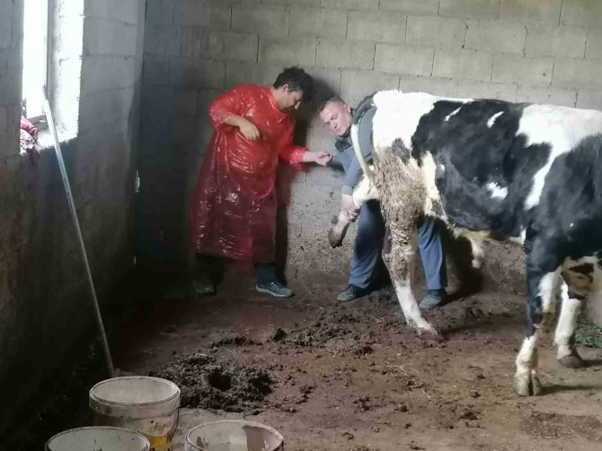 Patibüs Ekibi Hatay’da Hayvanların Tedavi Ve Bakımlarını Yapıyor