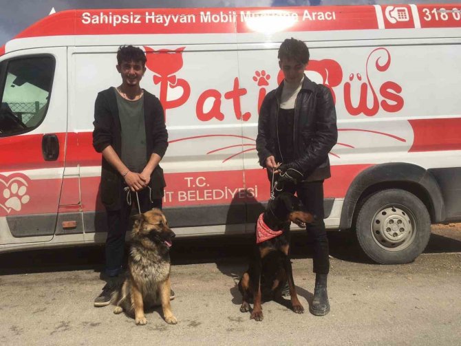 Patibüs Ekibi Hatay’da Hayvanların Tedavi Ve Bakımlarını Yapıyor