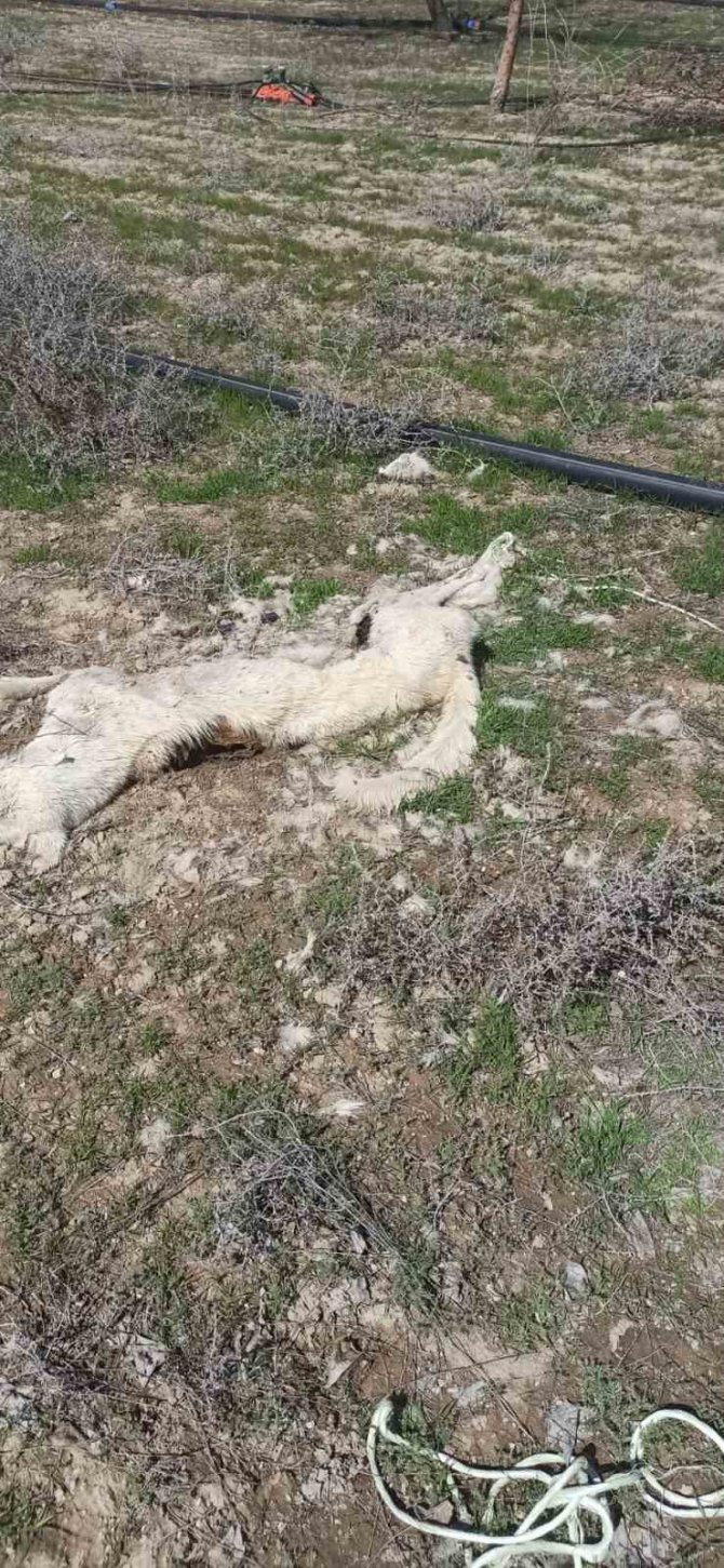 Kayseri’de Ayakları Bağlı 2 Köpek Ölüsü Bulundu