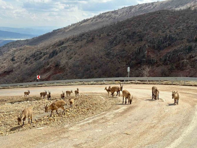 Tunceli’de Tuz İçin Kara Yoluna İnen Yaban Keçileri Görüntülendi