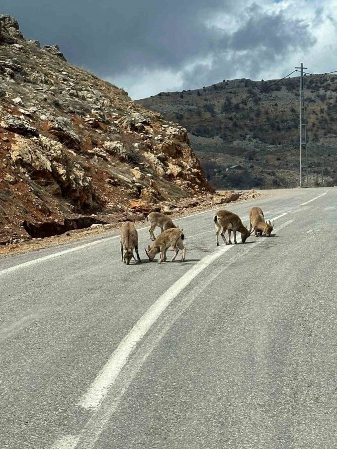 Tunceli’de Tuz İçin Kara Yoluna İnen Yaban Keçileri Görüntülendi