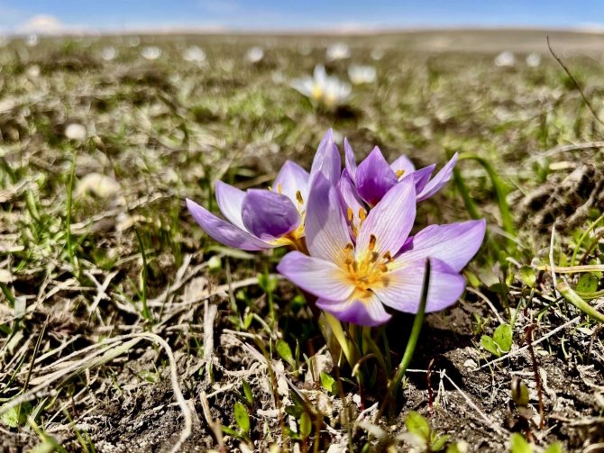 Ağrı’da Baharın Müjdecisi Kardelenler Çiçek Açtı