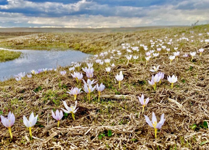 Ağrı’da Baharın Müjdecisi Kardelenler Çiçek Açtı