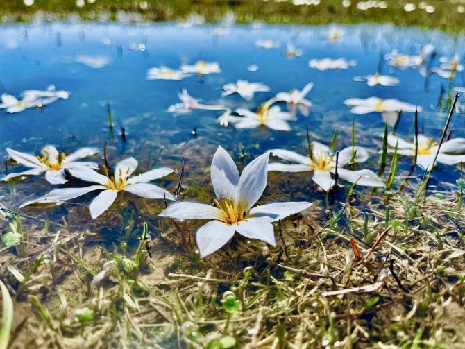 Ağrı’da Baharın Müjdecisi Kardelenler Çiçek Açtı