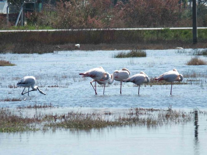 Balıkesir Sahillerinde Flamingo Güzelliği Yaşanıyor