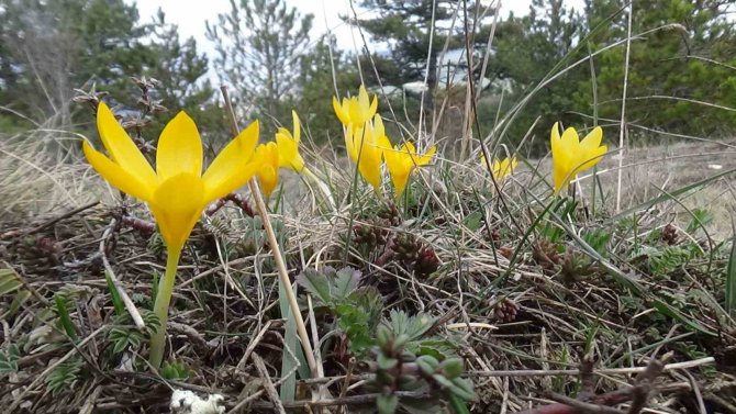 Mudurnu’da Çiğdemler Görsel Şölen Sunuyor