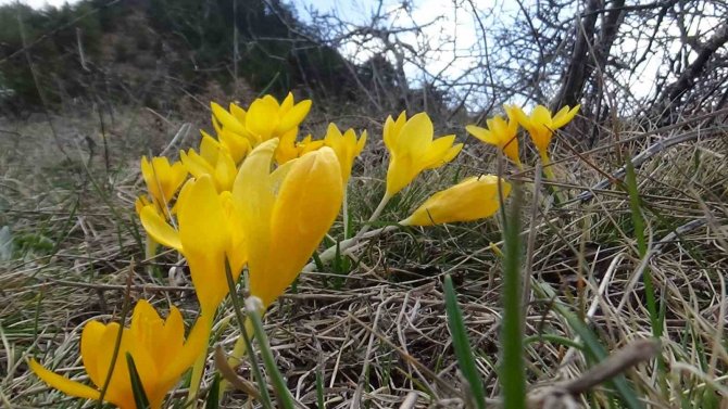 Mudurnu’da Çiğdemler Görsel Şölen Sunuyor
