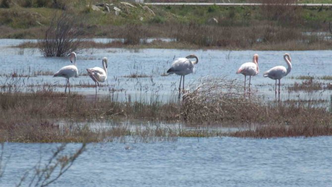 Balıkesir Sahillerinde Flamingo Güzelliği Yaşanıyor