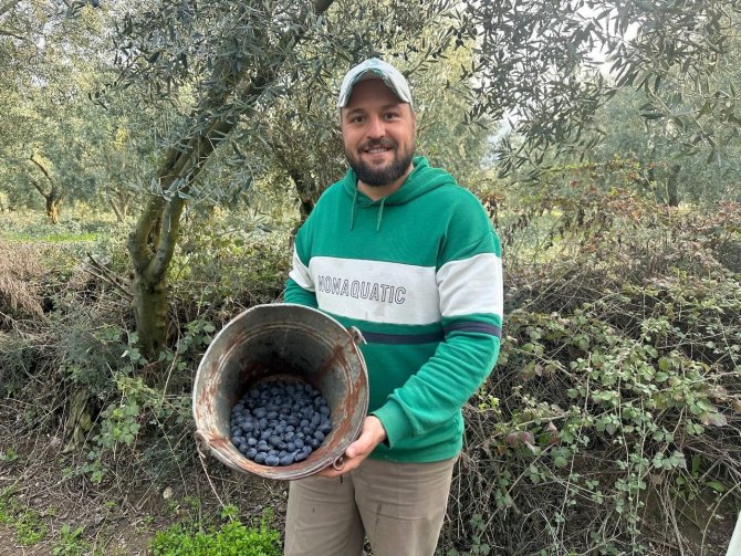 Mart Ayında Zeytin Hasadı Şaşırttı