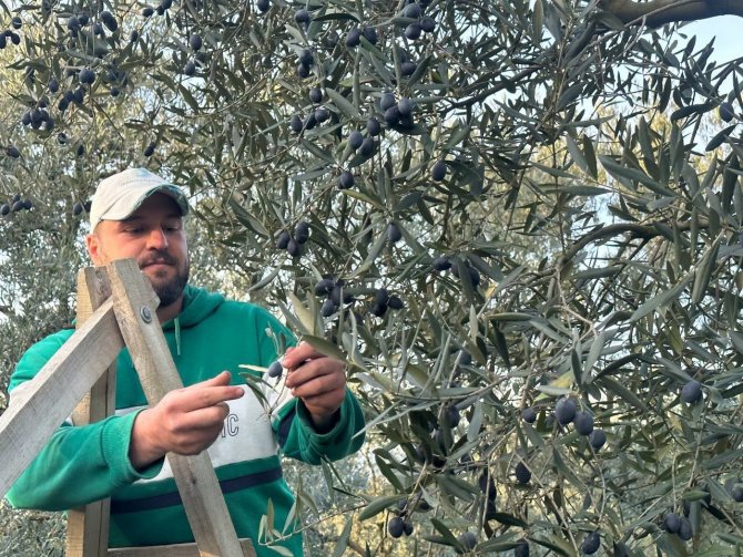 Mart Ayında Zeytin Hasadı Şaşırttı