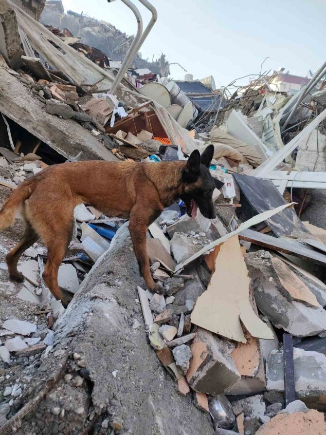 Enkaz Altında Hayatını Kurtaran Köpeğin Resmini Vücudunda Ömür Boyu Taşıyacak