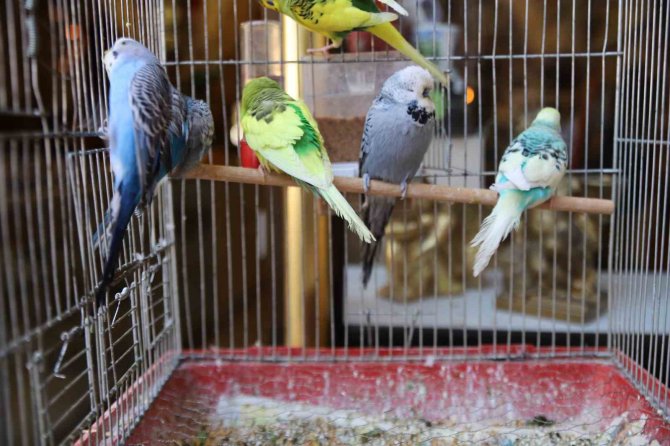 Asrın Felaketi Sonrası Ötücü Kuşlara İlgi Arttı