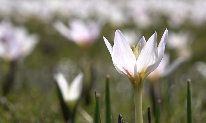 Erzincan’da Baharın Müjdecisi Kardelenler Çiçek Açtı