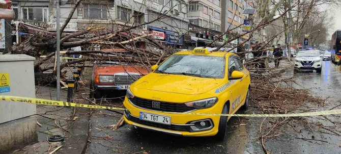 Fatih’te Çürüyen Ağaç İki Otomobilin Üzerine Devrildi