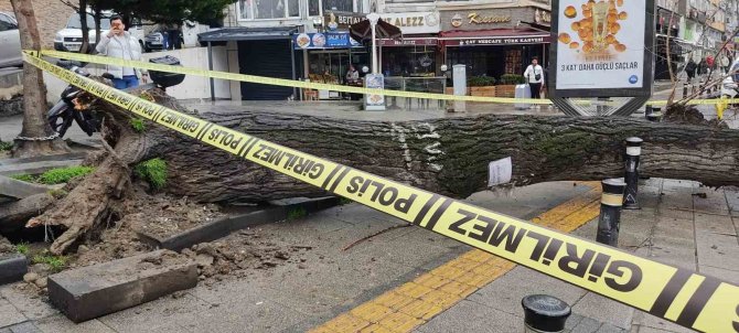 Fatih’te Çürüyen Ağaç İki Otomobilin Üzerine Devrildi