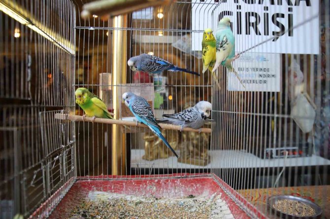 Asrın Felaketi Sonrası Ötücü Kuşlara İlgi Arttı