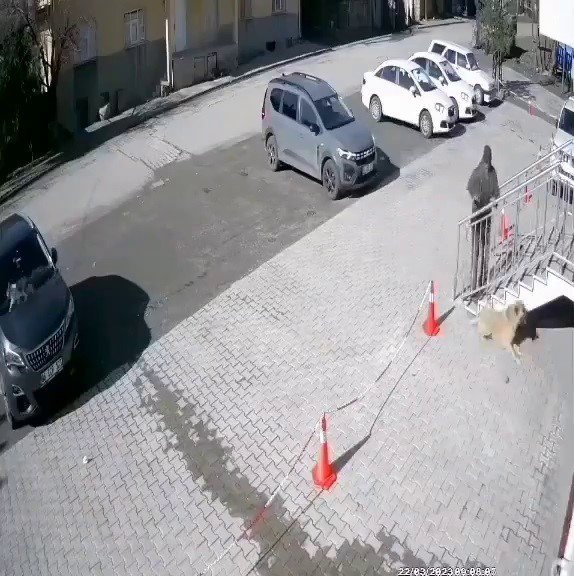 Uyuyan Köpeğe Taş Attı, O Anlar Güvenlik Kamerasına Yansıdı